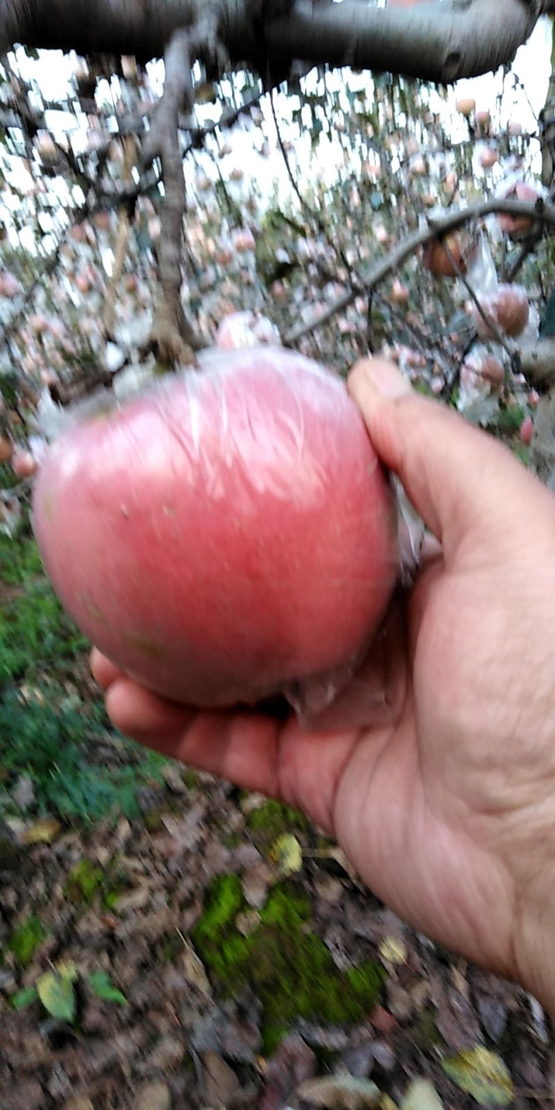 膜袋富士