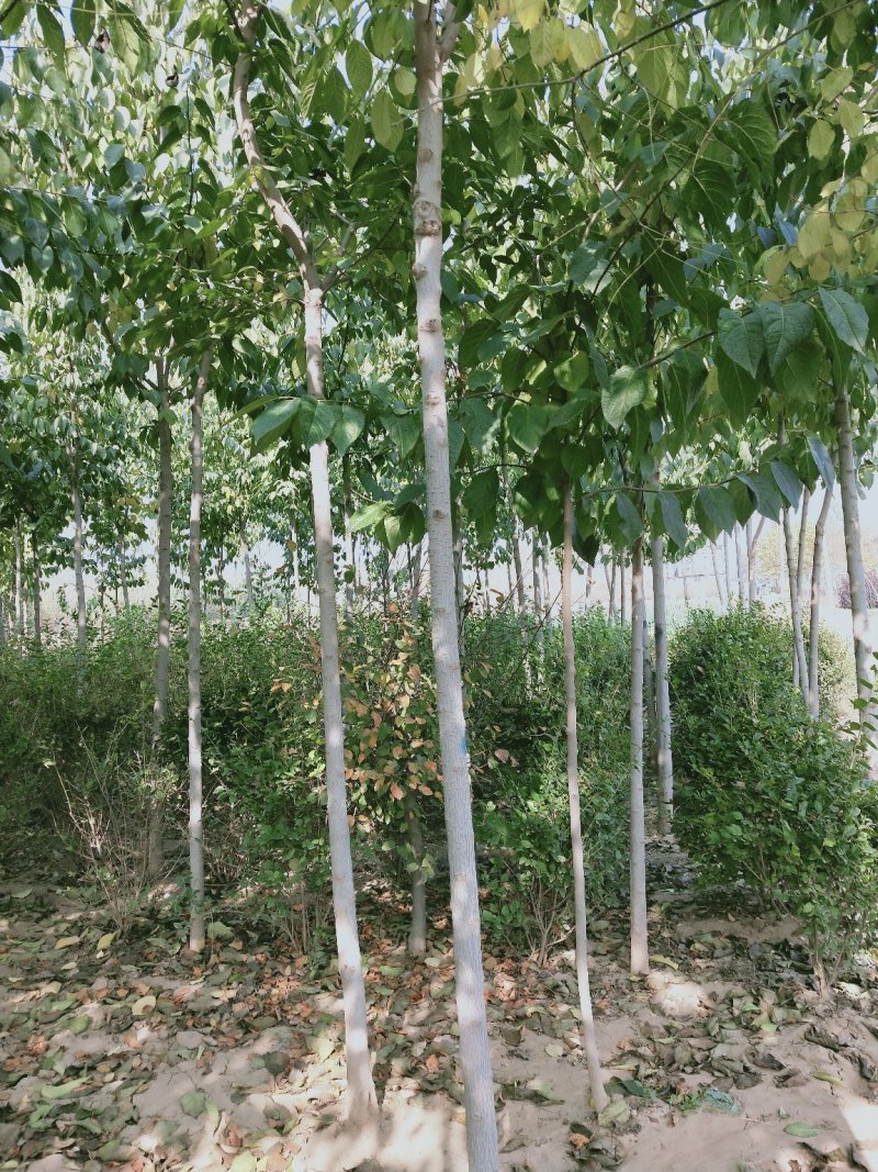 杜仲，绿化工程苗木乔灌木