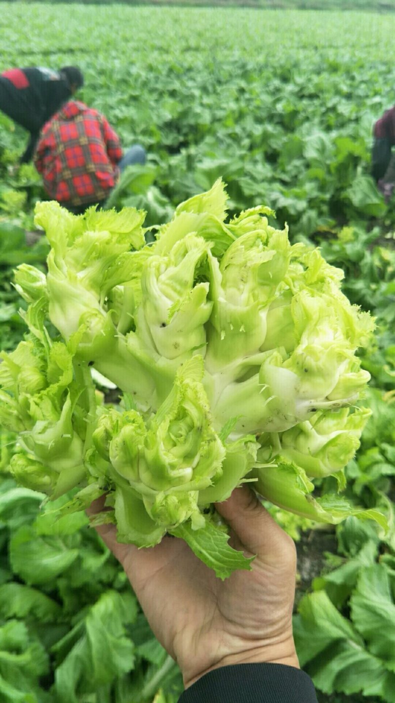 早熟儿菜