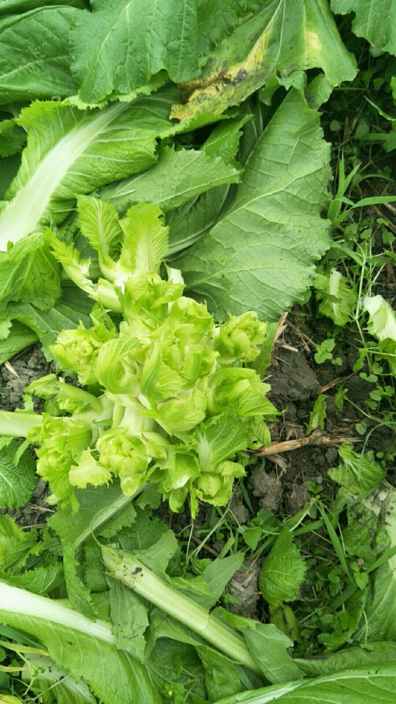 早熟儿菜