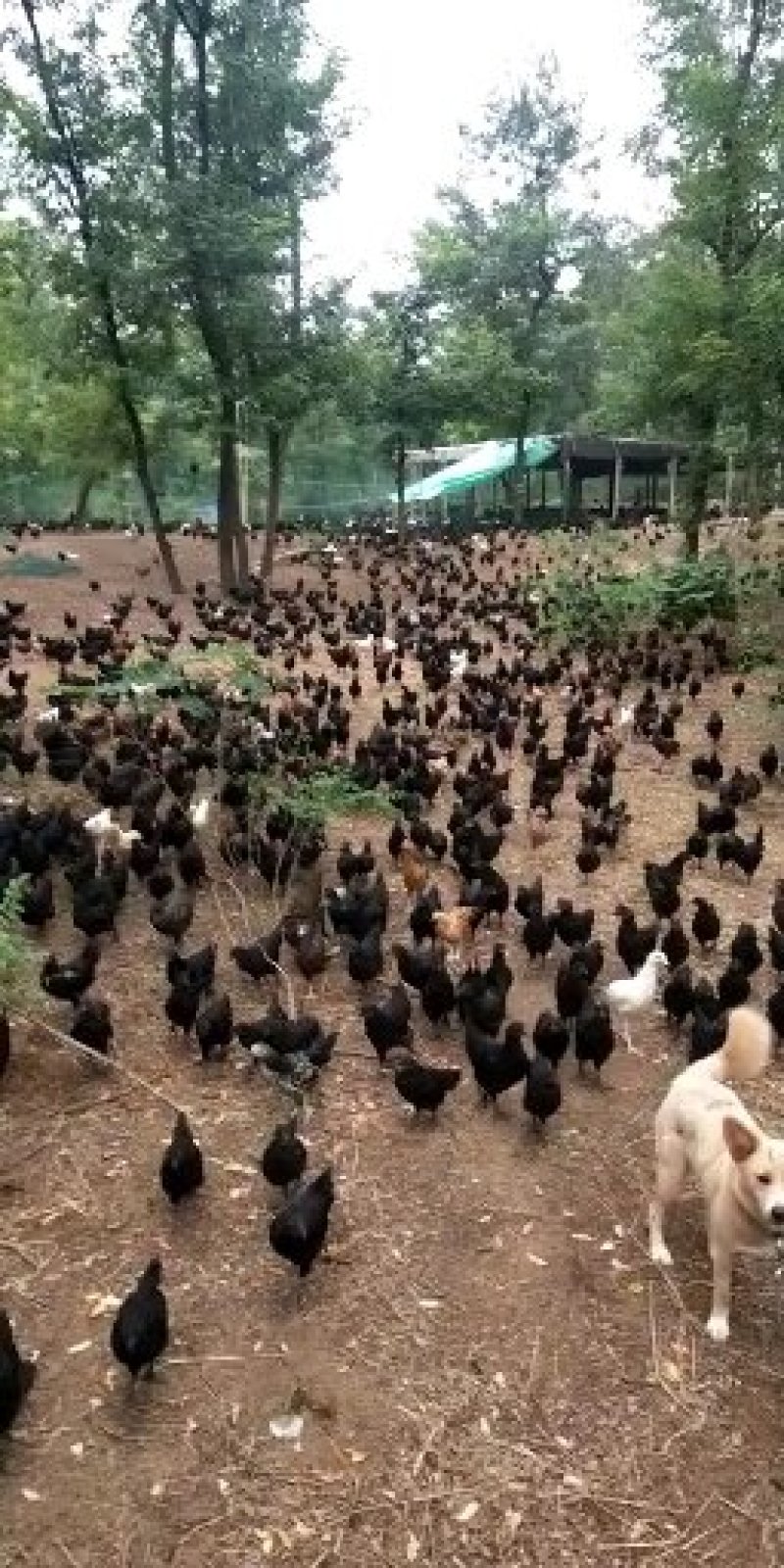 散养五黑鸡土鸡