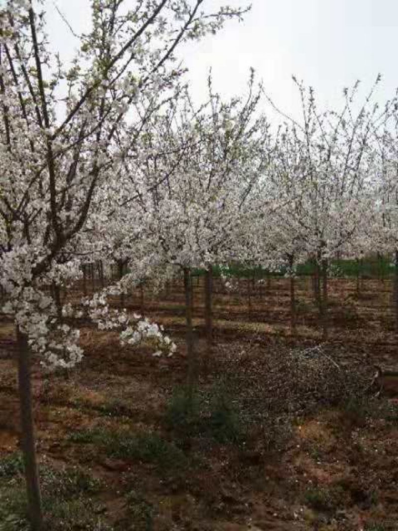 高杆樱花