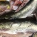 【有好货】三去草鱼、武昌鱼，湖之味定制加工各种淡水鱼