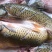 【有好货】三去草鱼、武昌鱼，湖之味定制加工各种淡水鱼