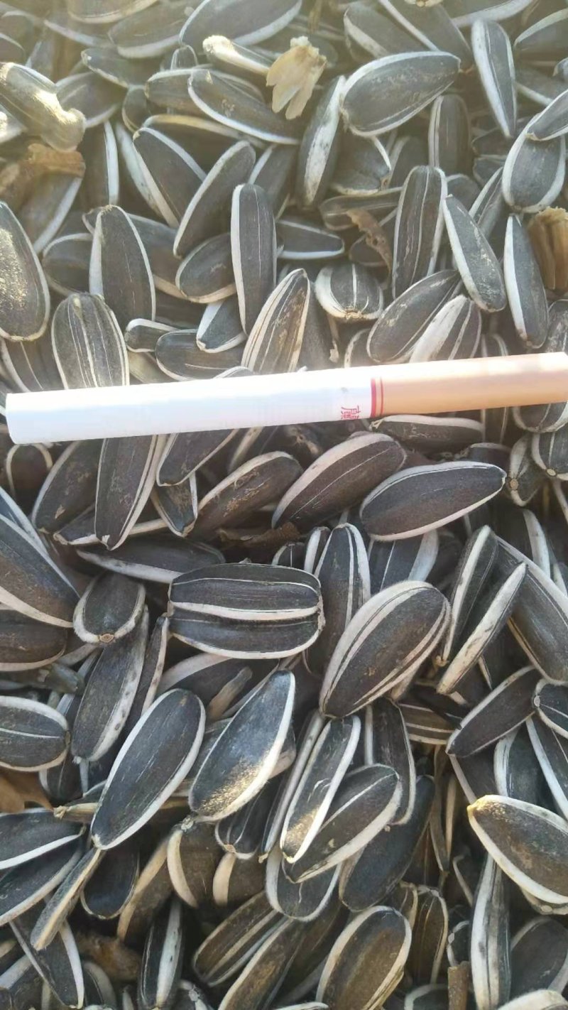 636精品葵花籽