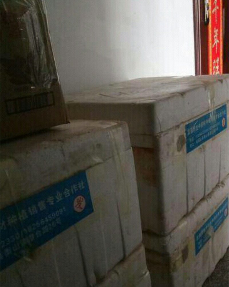“药D上品”多花纯甜鸡头黄精种块品质好。