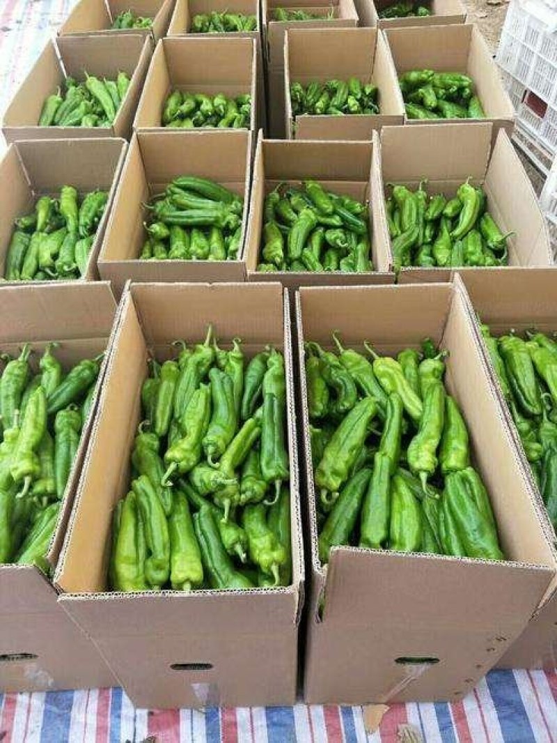 万亩鲜辣椒301辣椒基地现摘现采全国市场超市直发质量保证