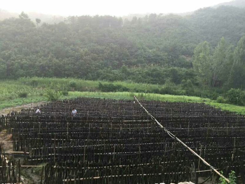 椴木耳（自产自销）