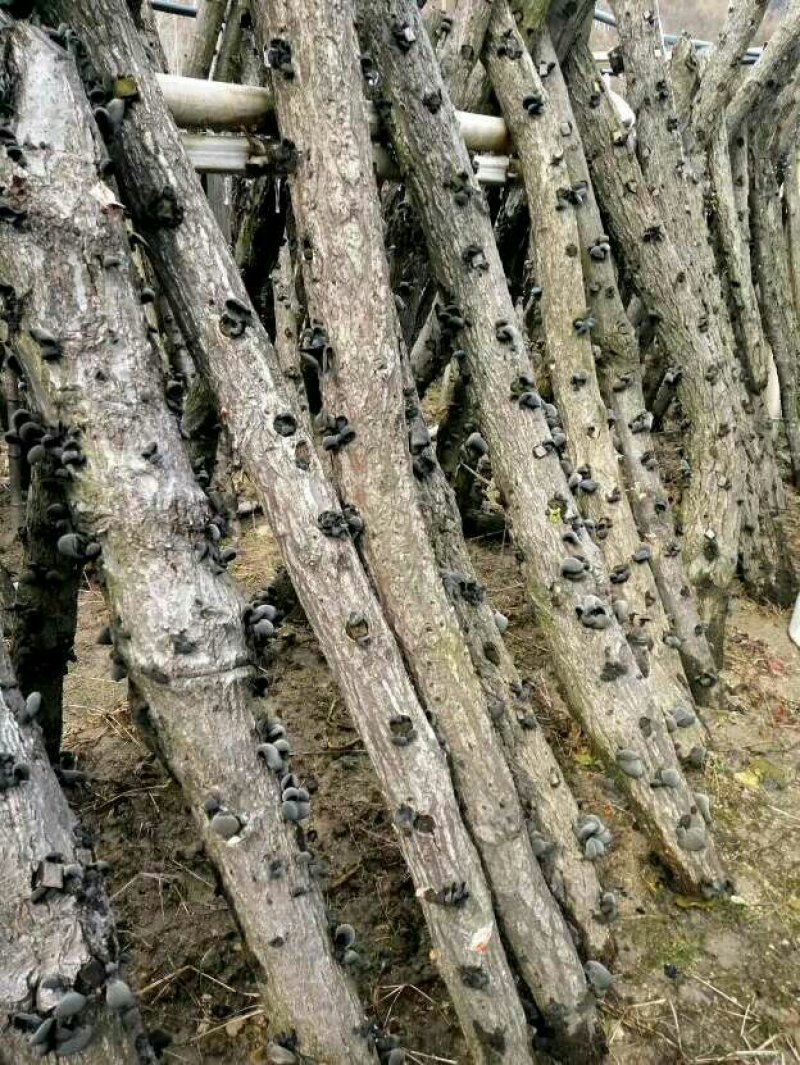椴木耳（自产自销）