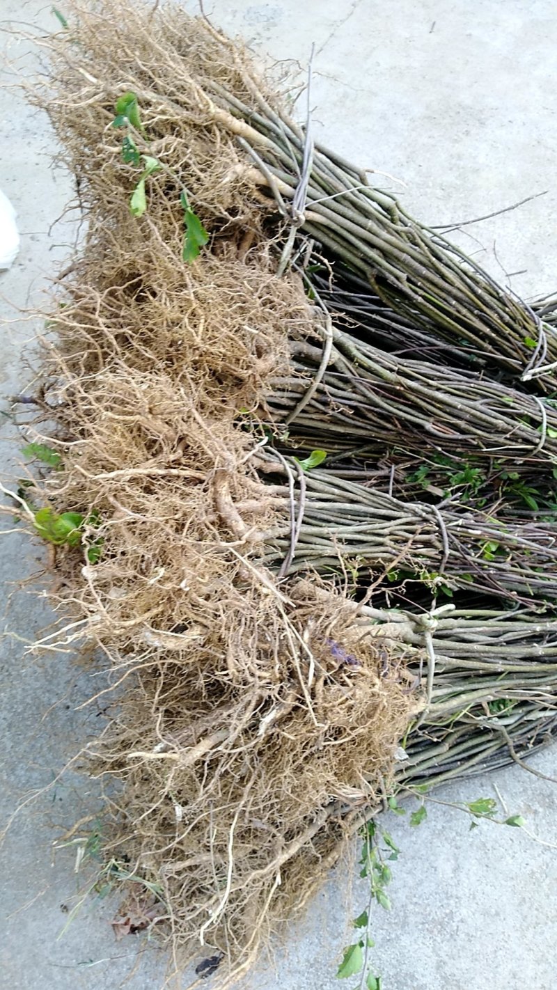 吴茱萸苗（提供栽培技术，经验）