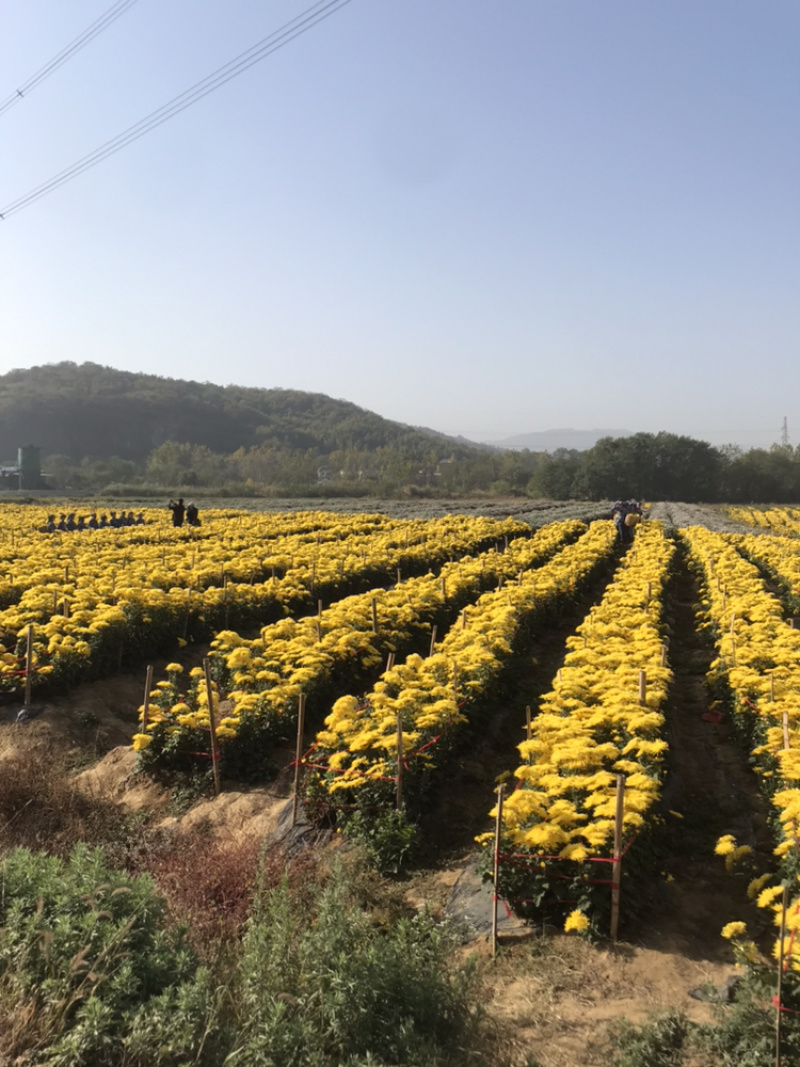 金丝皇菊婺源菊新货上市，量大从优，朵大7cm