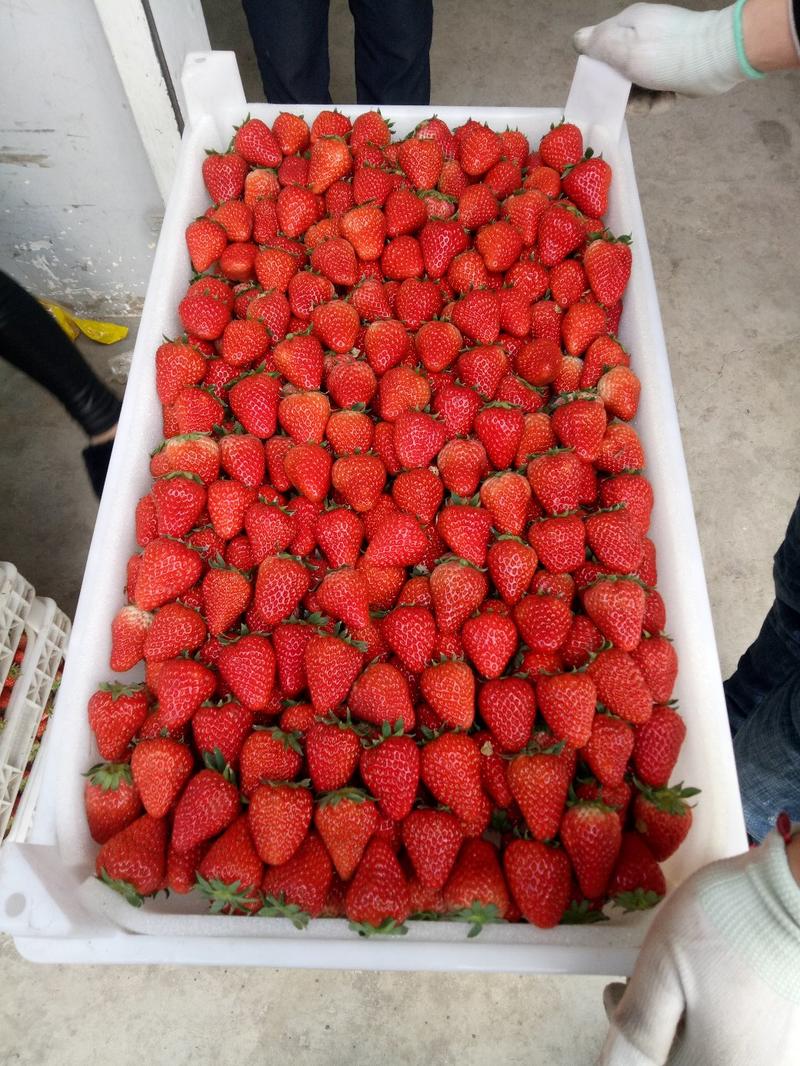 长丰红颜草莓，承接电商，大量供应超市，需要可以联系我