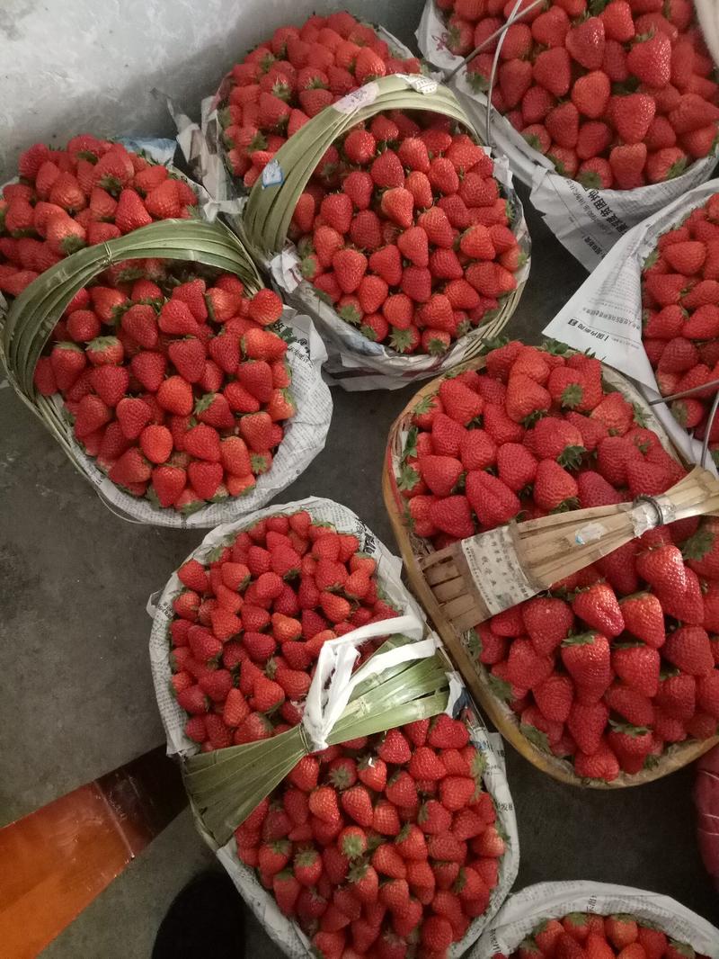 长丰红颜草莓，承接电商，大量供应超市，需要可以联系我