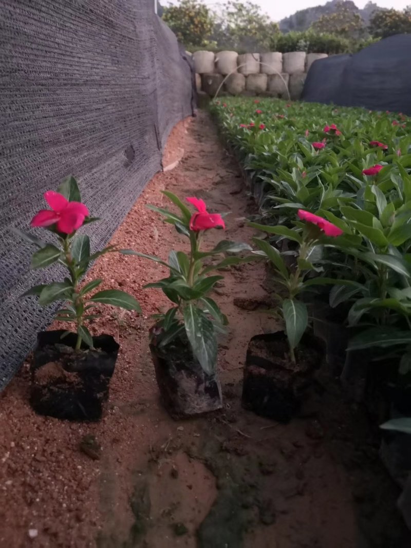 长春花，矮化品种，也有别的颜色欢迎选购。