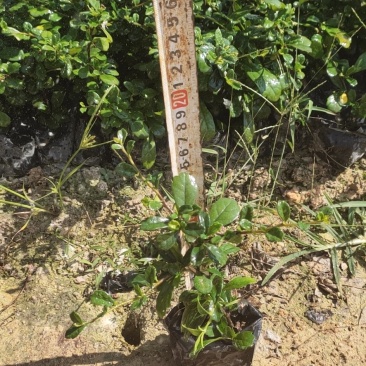 福建茶，各种绿化苗木有需要的联系，量大优惠欢迎新老客户单