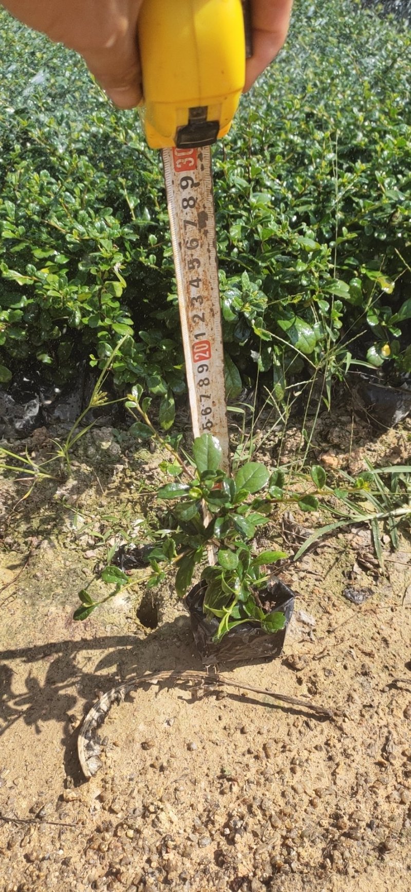 福建茶，各种绿化苗木有需要的联系，量大优惠欢迎新老客户单