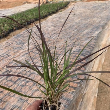 紫梦狼尾草，各种网红草有需要的联系量大优惠欢迎新老客户单