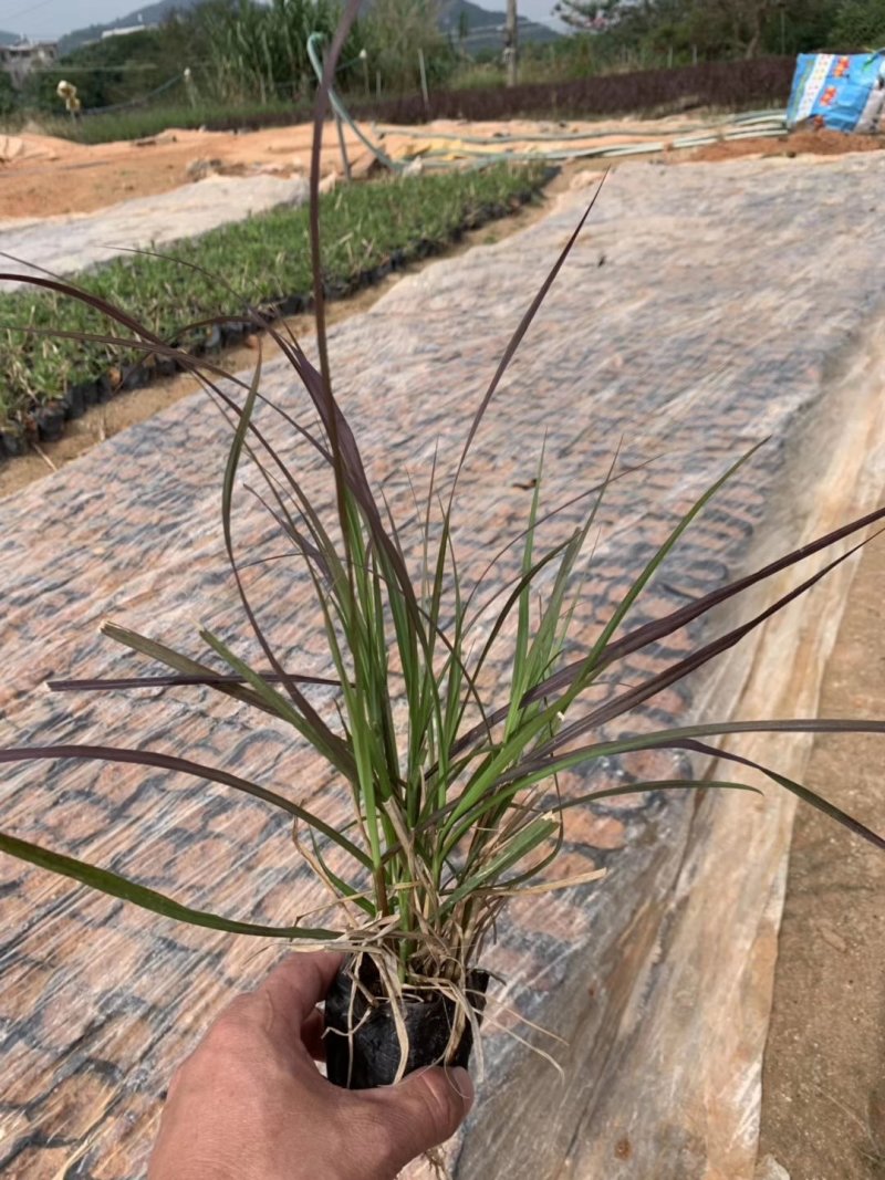 紫梦狼尾草，各种网红草有需要的联系量大优惠欢迎新老客户单