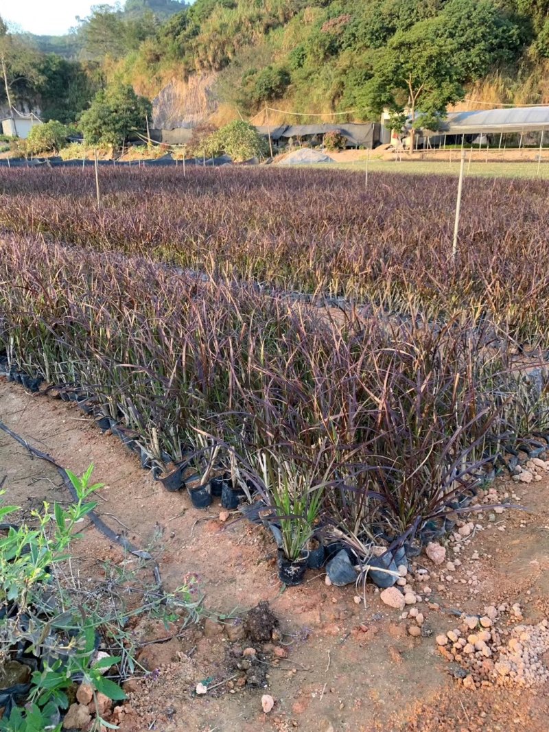 紫梦狼尾草，各种网红草有需要的联系量大优惠欢迎新老客户单