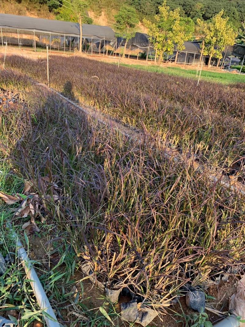 紫梦狼尾草，各种网红草有需要的联系量大优惠欢迎新老客户单