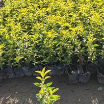 黄金叶绿化苗木各种好规格有需要的，欢迎新老客户。