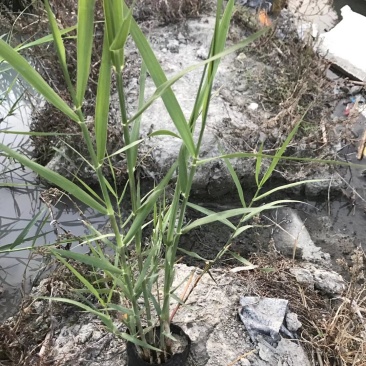 花叶芦竹水生植物，也有别的品种有需要的联系欢迎新老客下单