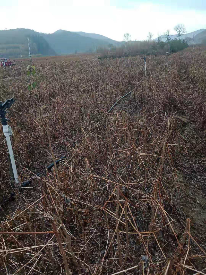 刺嫩芽