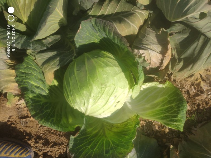 河南新野甘蓝大扁二扁牛心菜新野大葱，量大从优