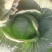 河南新野甘蓝大扁二扁牛心菜新野大葱,量大从优
