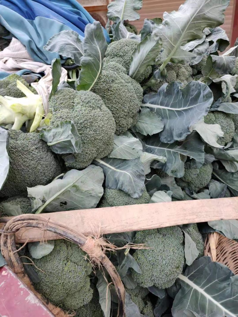 万亩大棚精品西兰花。。。。。。