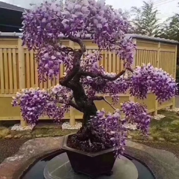 紫藤