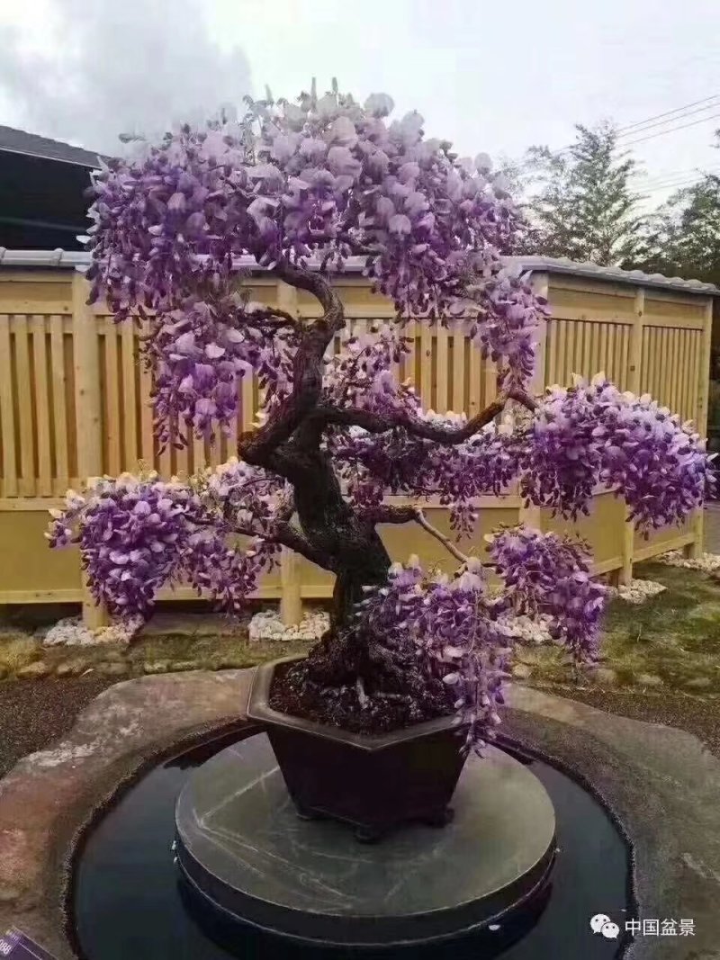 紫藤