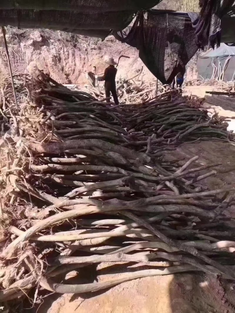 紫藤