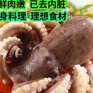 无冰衣新鲜迷你八爪鱼大长腿去内脏八抓鱼章鱼大爆头火锅海鲜