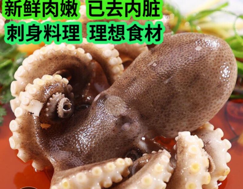 无冰衣新鲜迷你八爪鱼大长腿去内脏八抓鱼章鱼大爆头火锅海鲜
