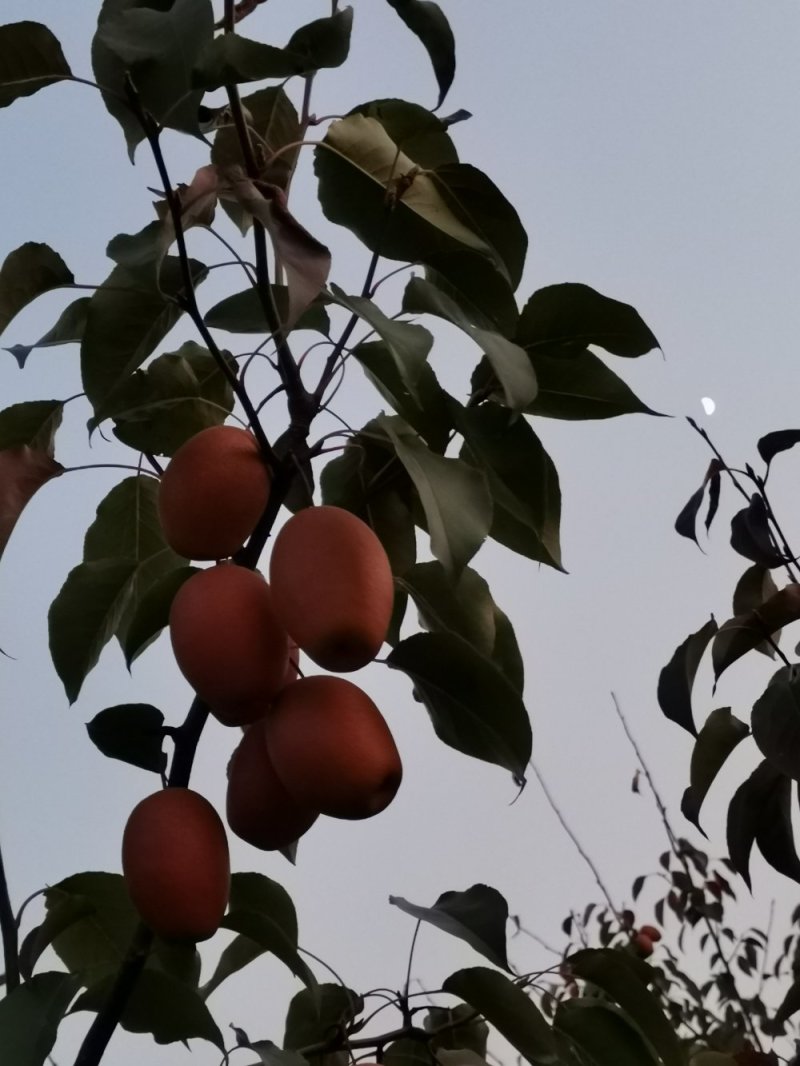 沙梨
