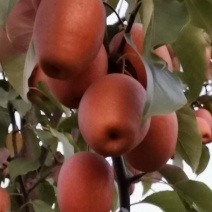 沙梨