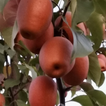 沙梨