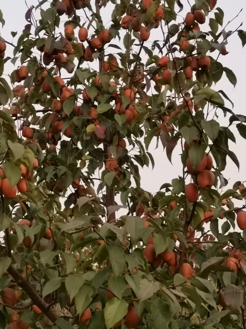 沙梨