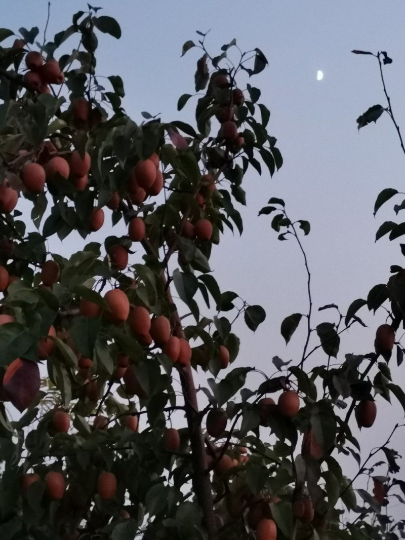 沙梨