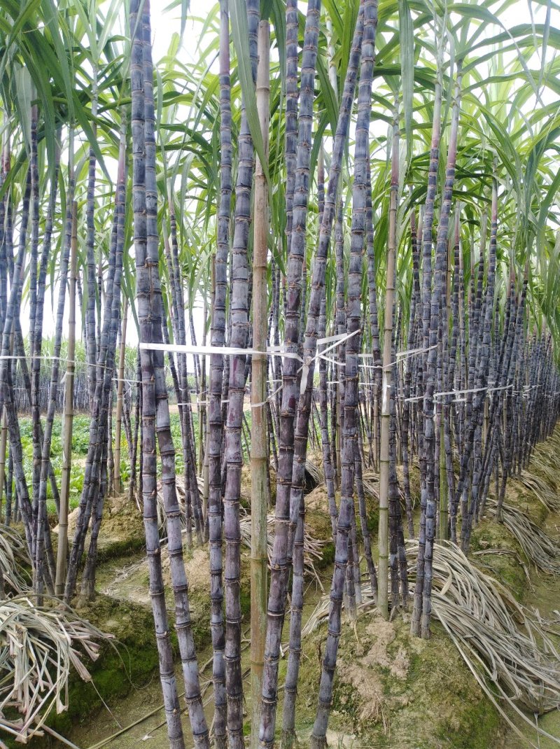 广西黑皮甘蔗/产地直销/提供便宜回头车/诚信报价