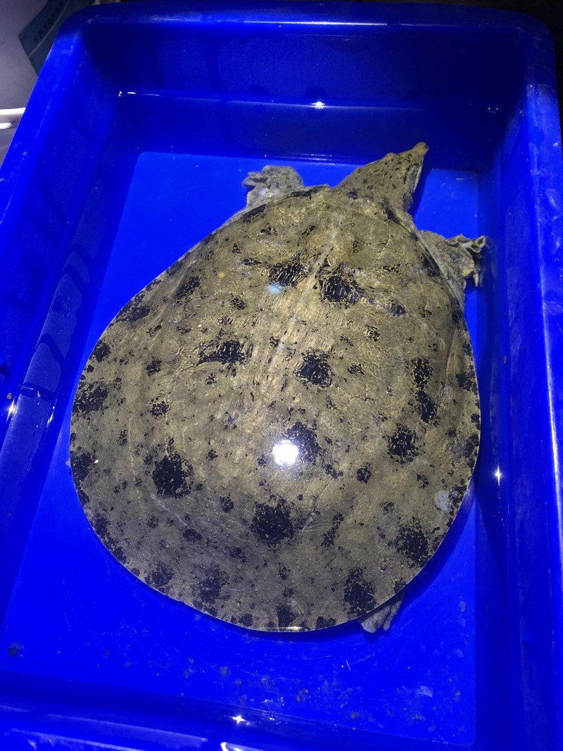 外塘生态鳖黑花甲鱼1.5-3斤运到包活