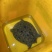 外塘生态鳖黑花甲鱼1.5-3斤运到包活