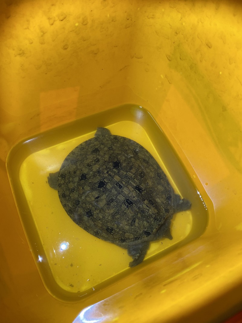 外塘生态鳖黑花甲鱼1.5-3斤运到包活