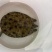 外塘生态鳖黑花甲鱼1.5-3斤运到包活