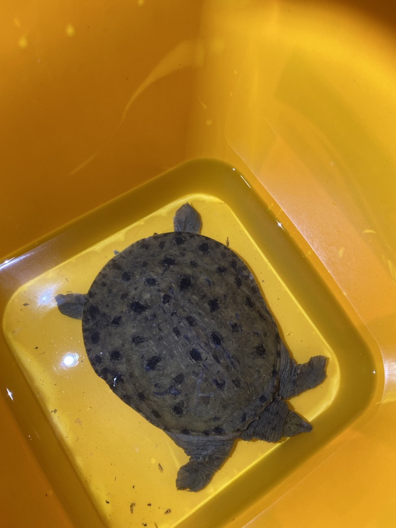 外塘生态鳖黑花甲鱼1.5-3斤运到包活