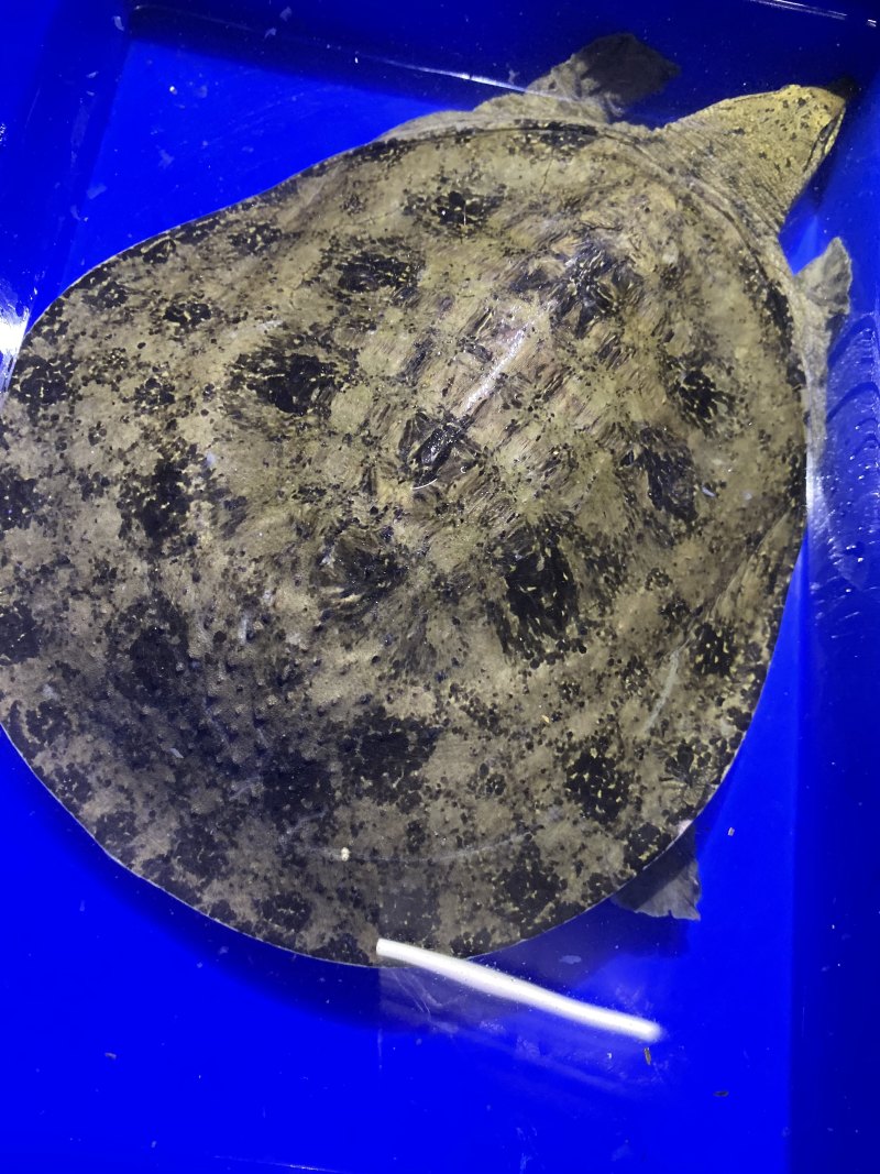 外塘生态鳖黑花甲鱼1.5-3斤运到包活