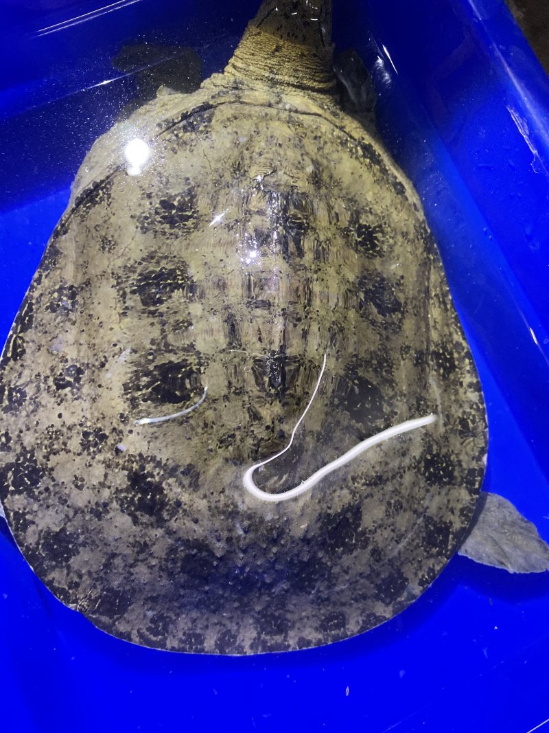 外塘生态鳖黑花甲鱼1.5-3斤运到包活