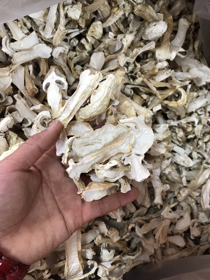 球盖菇干片去皮赤松茸基地批发！