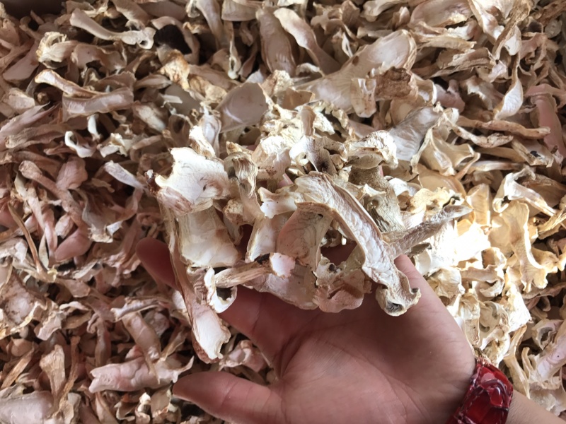 球盖菇干片去皮赤松茸基地批发！